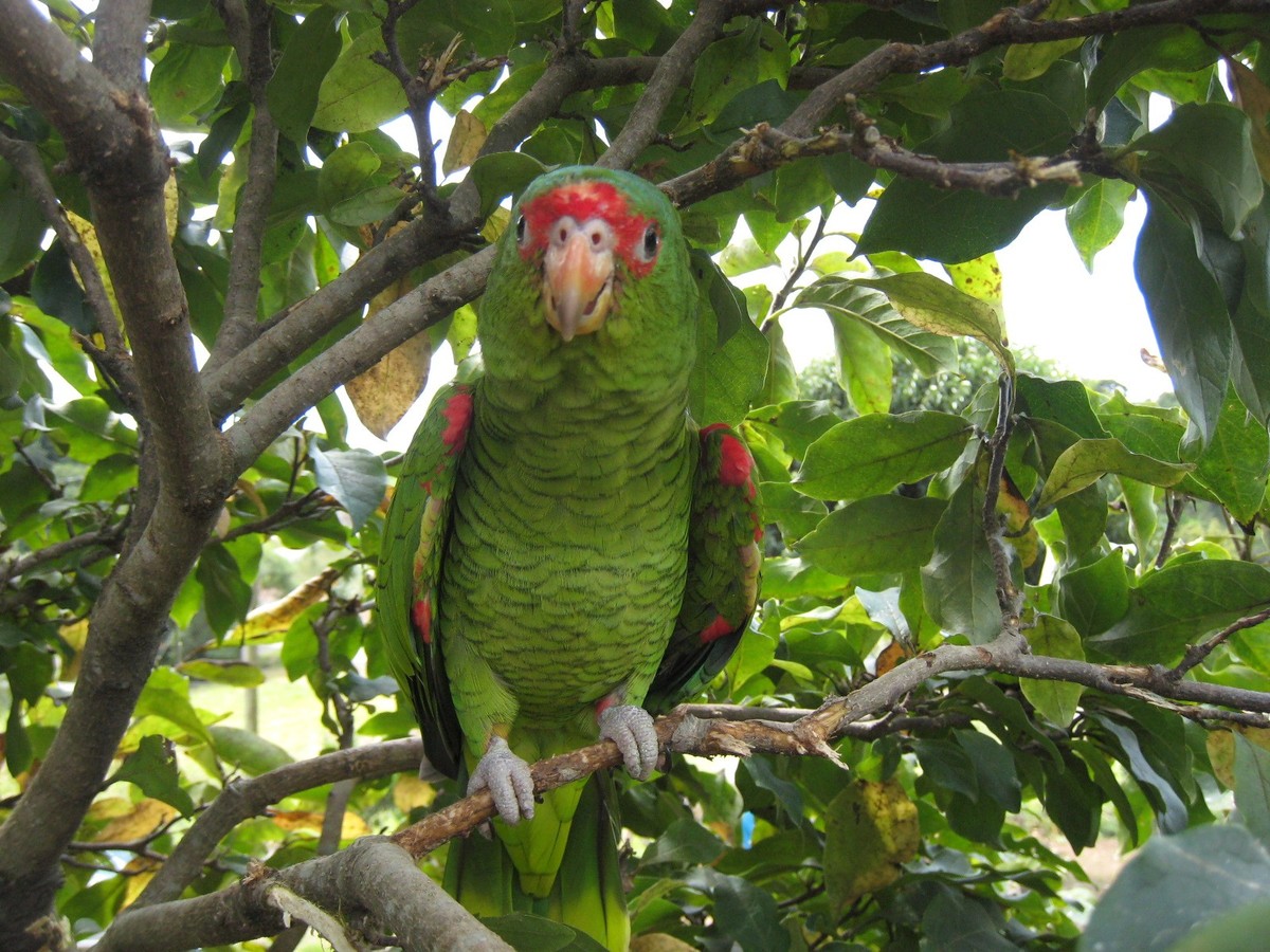 Amazoňan okuliarnatý - Amazona pretrei